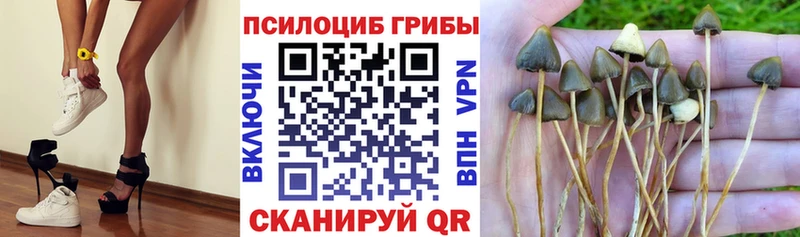 Купить  Светогорск  Галлюциногенные грибы MAGIC MUSHROOMS 